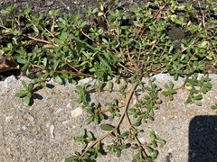 Portulaca oleracea