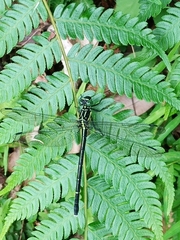 Leptogomphus sauteri