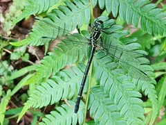 Leptogomphus sauteri
