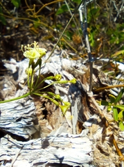 Commicarpus scandens