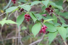 Weigela floribunda