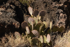 Opuntia arizonica