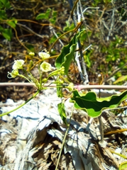 Commicarpus scandens