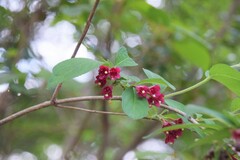 Weigela floribunda