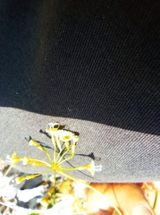 Commicarpus scandens