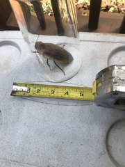 Archimandrita tessellata