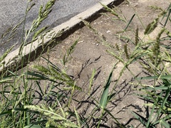 Echinochloa crus-galli