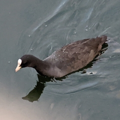 Fulica atra