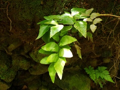 Adiantum petiolatum