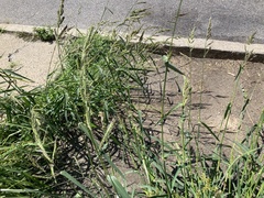 Echinochloa crus-galli