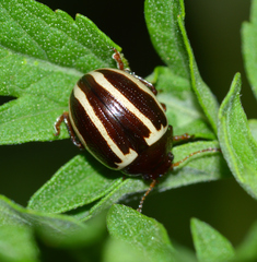 Zygogramma suturalis