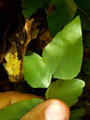 Adiantum petiolatum