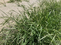 Eleusine indica