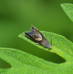 Grapholita interstinctana