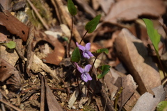Viola violacea