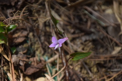 Viola violacea