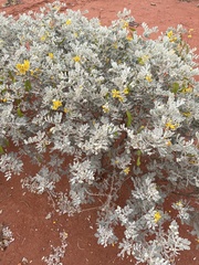 Senna artemisioides helmsii