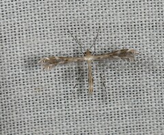 Buckleria paludum