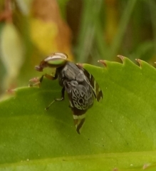 Poecilotraphera comperei