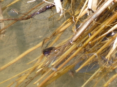Thermonectus