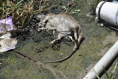 Rattus norvegicus