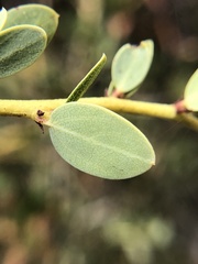 Ceanothus pendletonensis