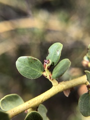 Ceanothus pendletonensis