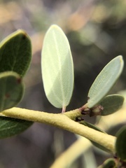 Ceanothus pendletonensis
