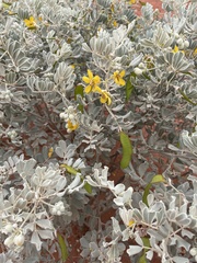 Senna artemisioides helmsii