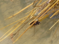 Thermonectus
