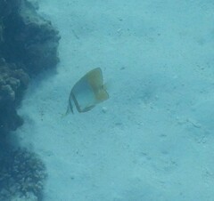 Chelmon marginalis