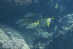 Lutjanus fulviflamma