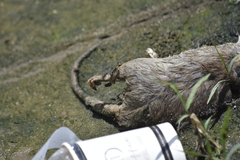 Rattus norvegicus