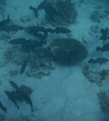 Psammoperca datnioides