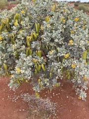 Senna artemisioides helmsii