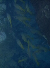 Lutjanus fulviflamma