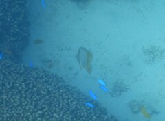 Chelmon marginalis