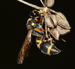 Parancistrocerus fulvipes