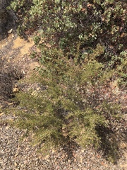 Ceanothus pendletonensis