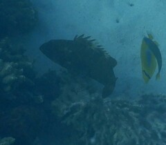 Epinephelus rivulatus