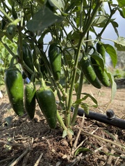 Capsicum annuum annuum
