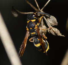 Parancistrocerus fulvipes