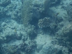 Parupeneus barberinoides