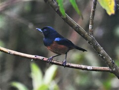 Diglossa gloriosissima