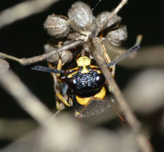 Parancistrocerus fulvipes
