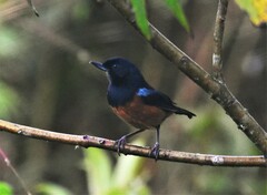 Diglossa gloriosissima