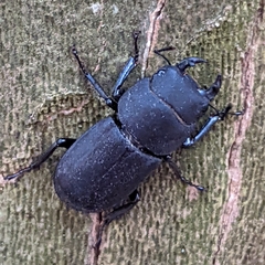 Dorcus parallelipipedus