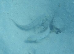 Valenciennea longipinnis