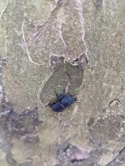 Dorcus parallelipipedus