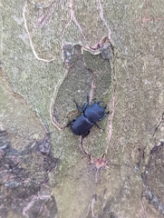 Dorcus parallelipipedus